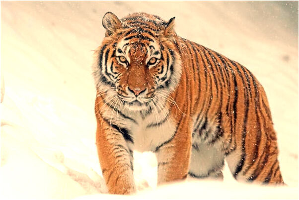 夢到新房出門是小溪和高牆意味什麼_周公解夢官網