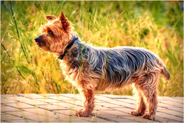 夢到媽媽給自己買手機有何寓意_周公解夢官網