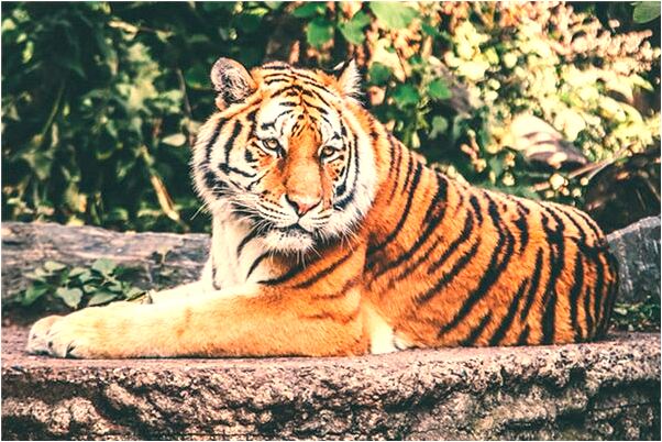 夢到房梁倒塌是什麼預兆？_周公解夢官網