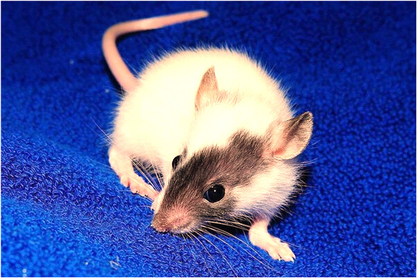 夢到沙子捲來代表著什麼？_周公解夢官網