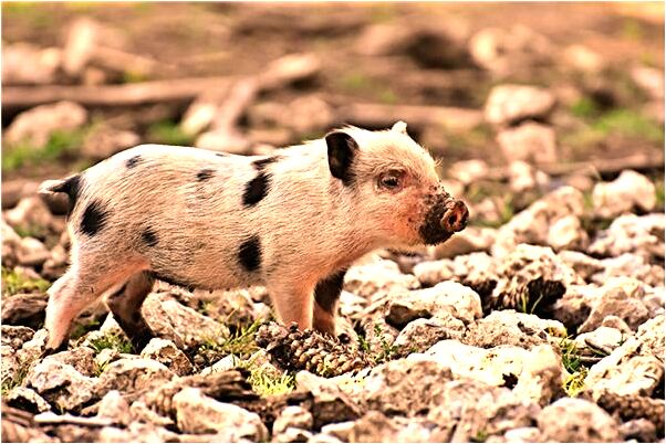 夢見走路選單蟒蛇預示什麼_周公解夢官網