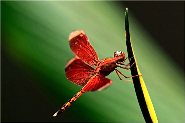 夢到了戀人給自己發簡訊怎么樣_周公解夢官網