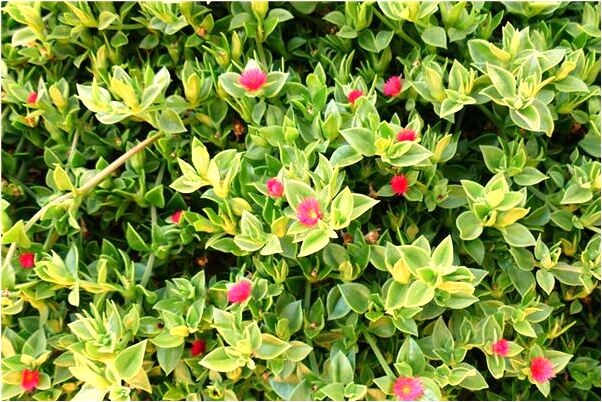 夢到了很多蛇在床底有什麼說法_周公解夢官網