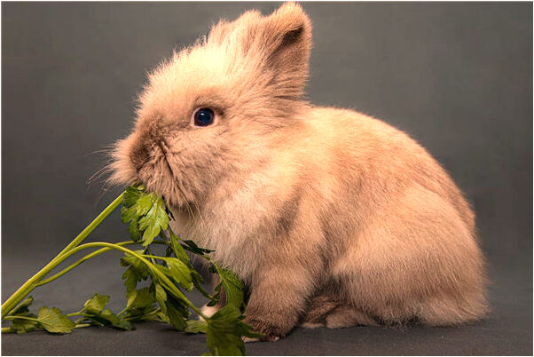 夢到別人掐自己的脖子是好的徵兆嗎_周公解夢官網