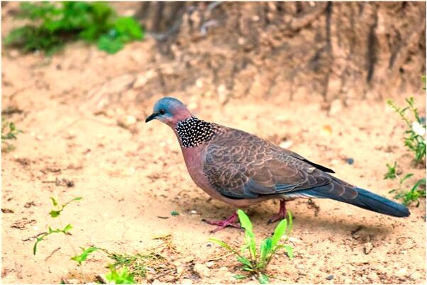 夢到好長的蛇斷了有什麼寓意嗎？_周公解夢官網