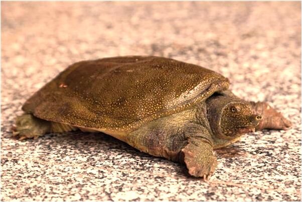 夢到蛇從嘴裡進入肚子裡預兆了什麼嗎_周公解夢官網