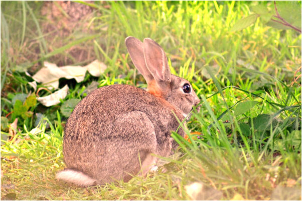 夢到穿紅色衣服的女孩有什麼寓意嗎？_周公解夢官網
