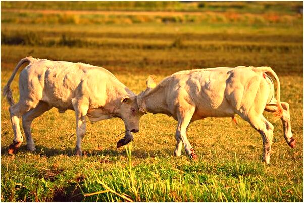 夢到了死去的大哥教我怎么吃藥是啥預兆_周公解夢官網