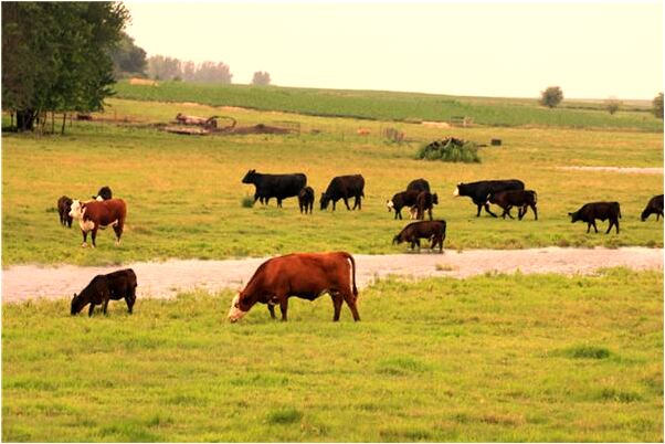 夢到情人喝酒代表著什麼？_周公解夢官網