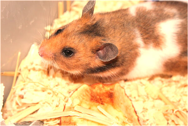 夢見自己的老公意味著什麼_周公解夢官網