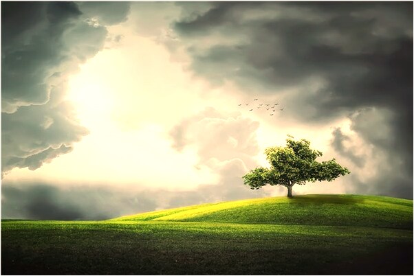 夢見一群鷹排隊過馬路預示著什麼_周公解夢官網