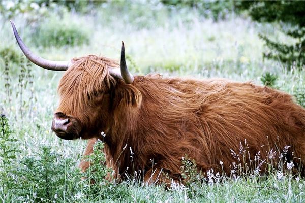 生肖屬牛六個合生肖是什麼_十二生肖