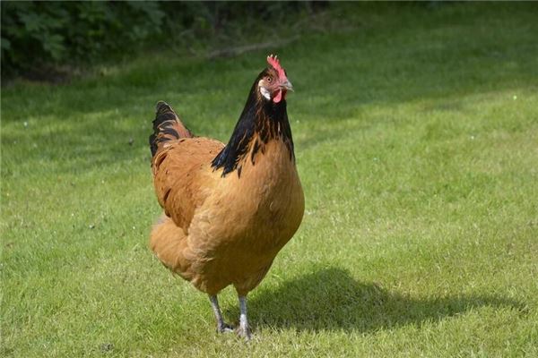 屬雞男喜歡什麼性格女孩_十二生肖