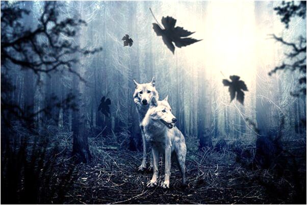 夢到女人蜈蚣爬頭上有何寓意_周公解夢官網