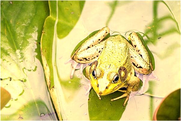 夢見買豬肉卻沒買到有什麼意思_周公解夢官網