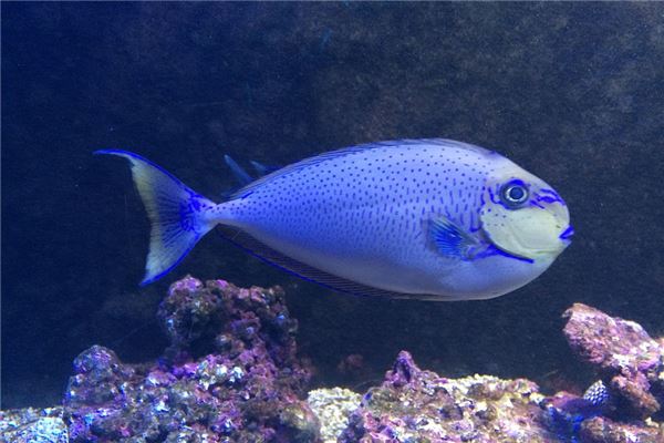 夢到了小魚兒會怎麼樣_周公解夢