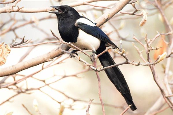 夢見喜鵲:好運到來,感情深_周公解夢