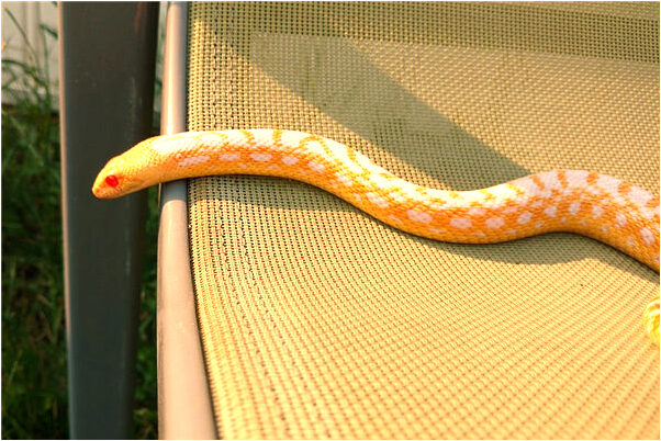 夢到了自己一手摘桃一手摘梨有什麼預示嗎_周公解夢官網