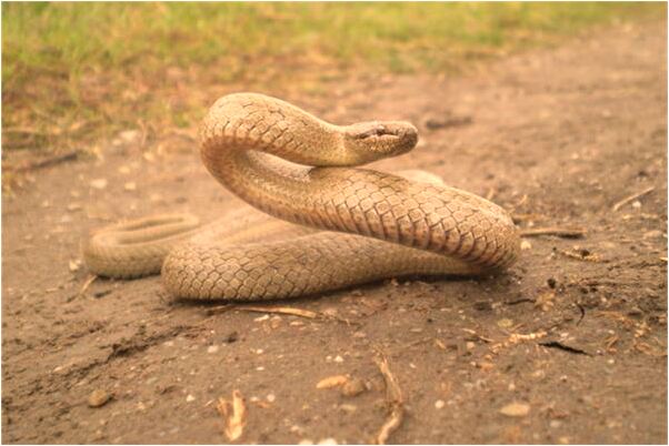 夢到騎在別人背上是好的徵兆嗎_周公解夢官網