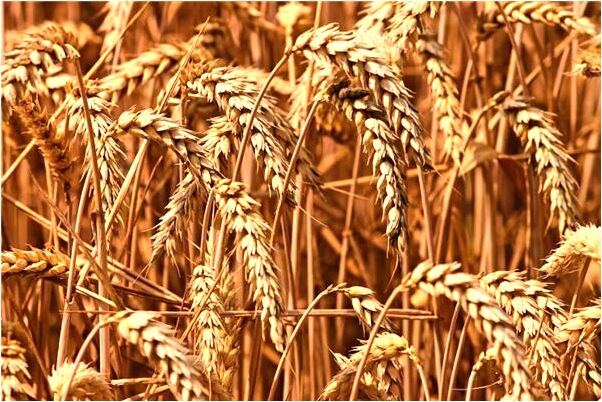 夢見大黃金蟒蛇追我有何寓意_周公解夢官網