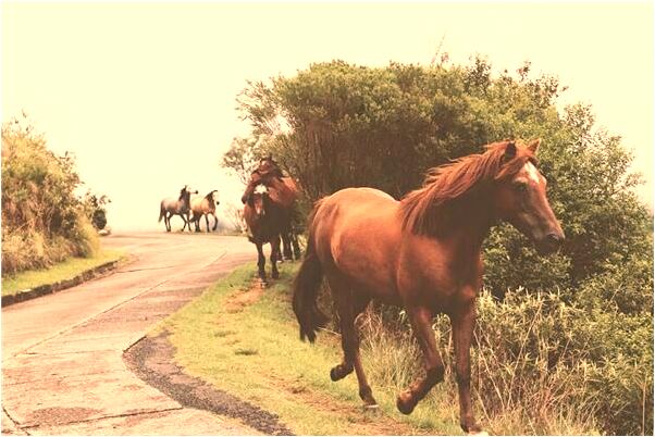 夢到樹上好多知了是啥預兆_周公解夢官網