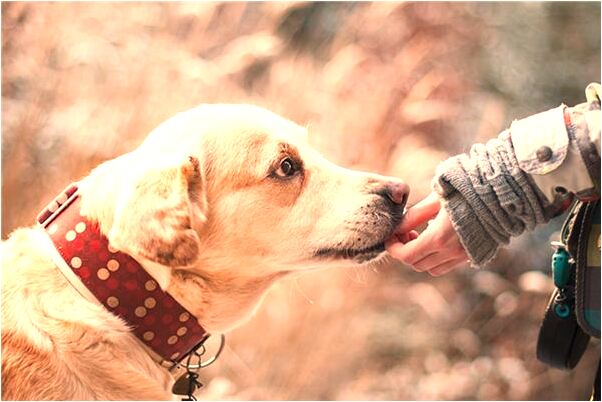夢見把屎拉在裙子上預兆了什麼嗎_周公解夢官網