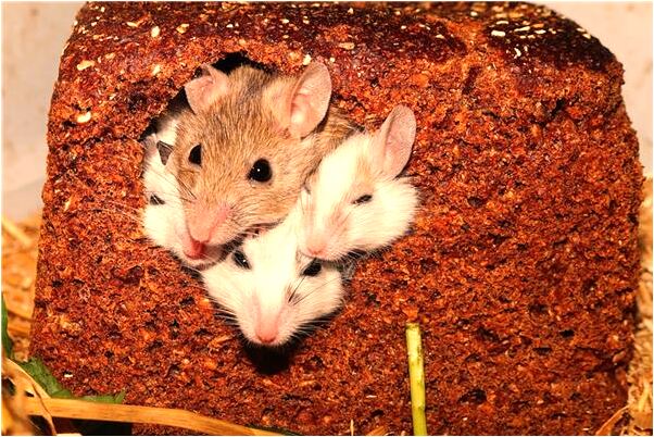 夢到了狗在吠的預兆_周公解夢官網