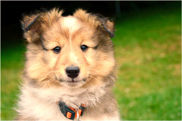 夢到殘缺的血雞怎么樣_周公解夢官網