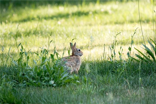 1975年男2021年什麼運_十二生肖