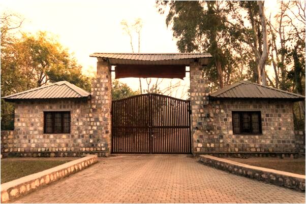 夢見昰狗昰貓的動物是咋回事_周公解夢官網