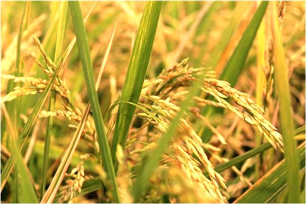 夢到家門口好厚的雪是好是壞_周公解夢官網