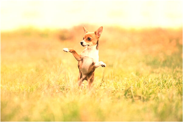 夢見家人穿氣皮衣帶皮帶背皮包有什麼意義嗎_周公解夢官網