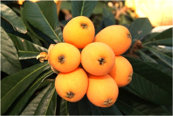 夢見水井農田麥苗小蔥是什麼啟示_周公解夢官網