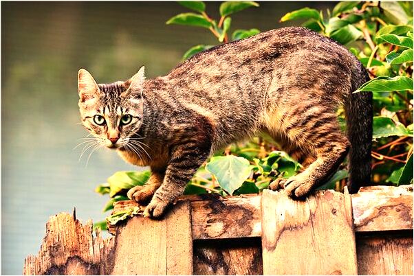 夢到了下顎左邊一顆牙齒斷掉什麼寓意_周公解夢官網