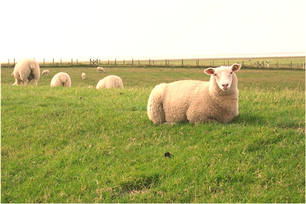 夢到別人說自己想離婚是怎么回事_周公解夢官網