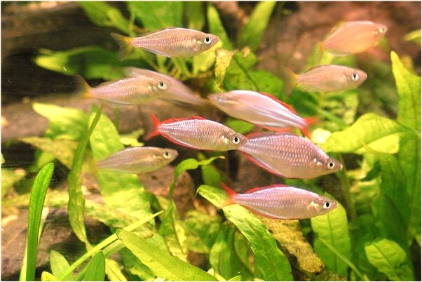 夢見網魚別人來搶沒搶到有什麼預兆_周公解夢官網