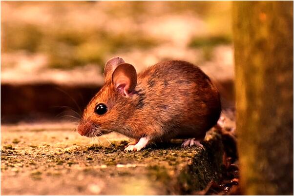 夢到一塊古玉碎了是啥預兆_周公解夢官網