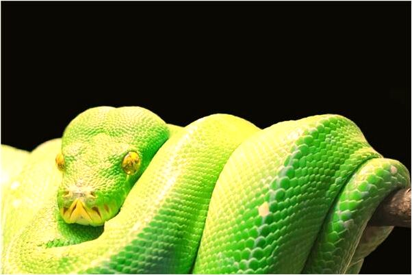 夢到了茶葉生蟲好不好_周公解夢官網