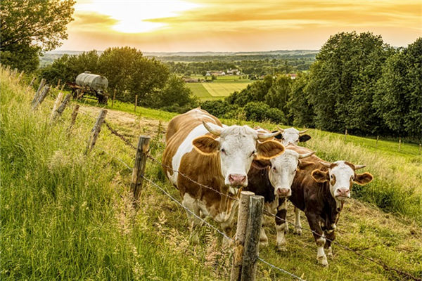 牛屬相的人性格特徵_十二生肖