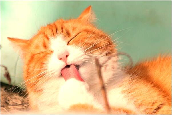 夢到臉發綠是什麼徵兆_周公解夢官網