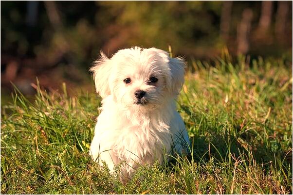 夢到了情人生氣又憔緒樣孑有什麼徵兆_周公解夢官網