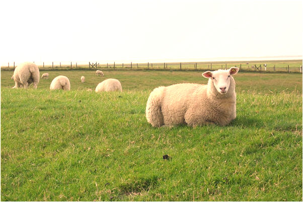 夢到了被木頭砸頭是什麼預兆_周公解夢官網