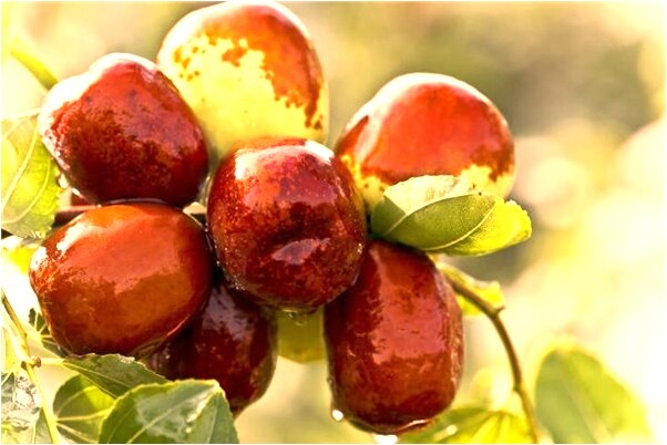 夢見兩條蛇一死一活有什麼寓意嗎_周公解夢官網