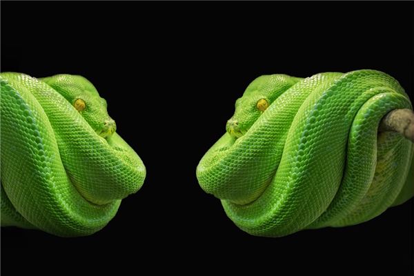 夢見兩條大蟒蛇_周公解夢