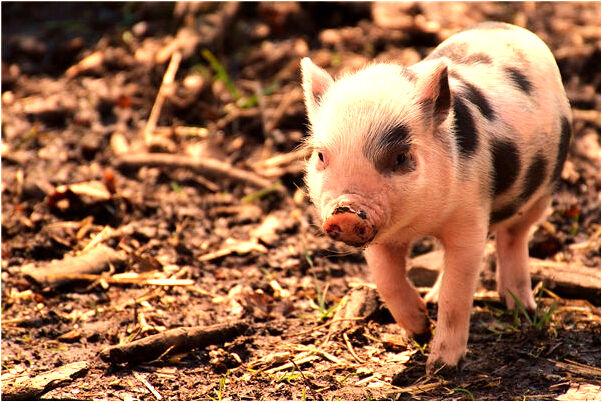 夢到從高空墜落是啥意思_周公解夢官網