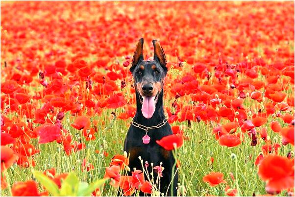 夢見親人在家大便預示了什麼_周公解夢官網