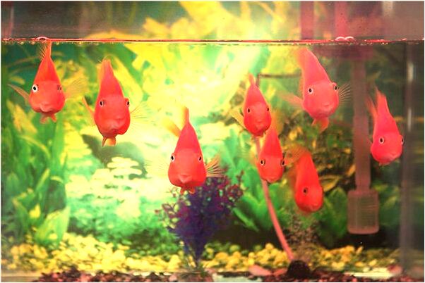 夢到了給自己妹妹接生預示什麼_周公解夢官網