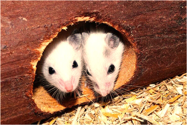 夢到了自己把自己的下牙拔掉是啥預兆_周公解夢官網