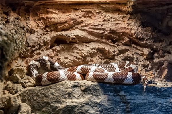 2001蛇運勢如何2021年_十二生肖