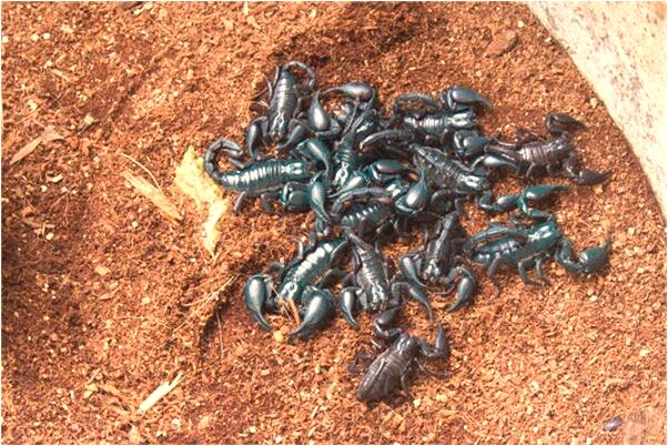 夢見紅白兩條龍意味著什麼_周公解夢官網